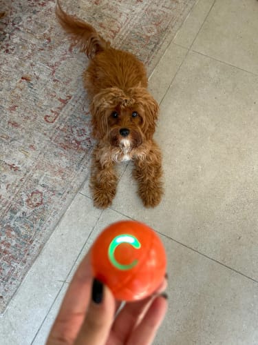 Customer photo review of Smart Dog Toy Ball Electronic Interactive Pet Toy Moving Ball USB Automatic Moving Bouncing for Puppy Birthday Gift Cat Products
