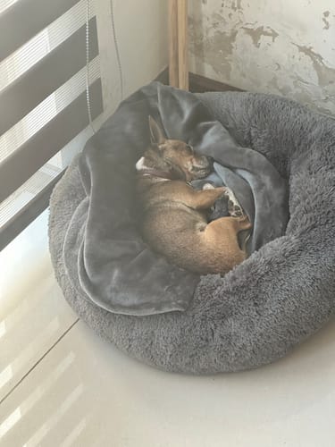 Customer photo review of Manta Relajante para Mascotas
