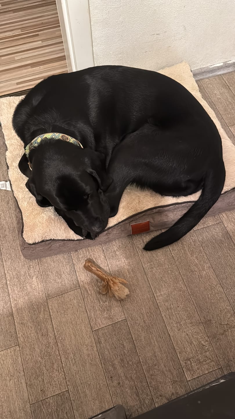 Customer photo review of Orthopädisches Hundekissen "Easy"