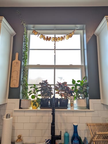 Customer photo review of Houseplant Pest Spray