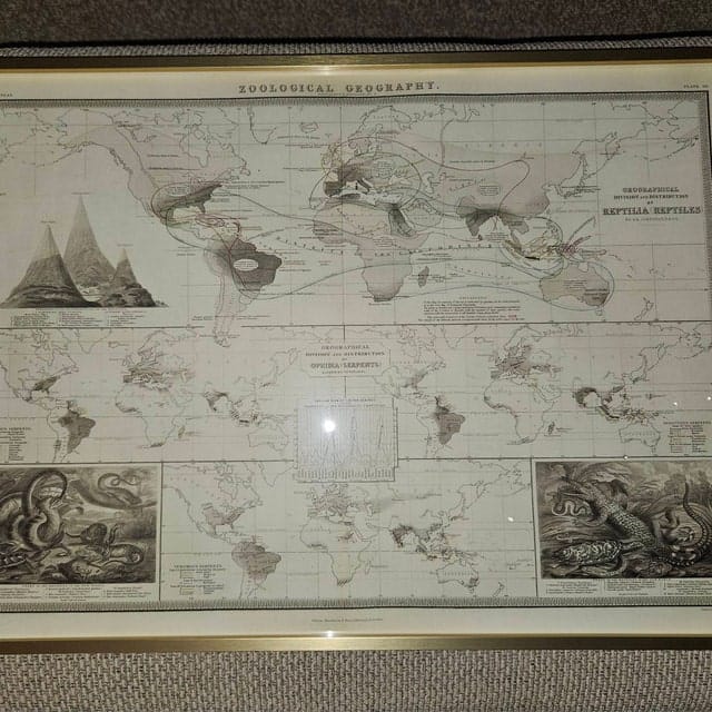 Customer photo review of Old World Map of Reptile Distribution by Johnston, 1856: Snakes, Lizards, and Other Reptile Illustrations