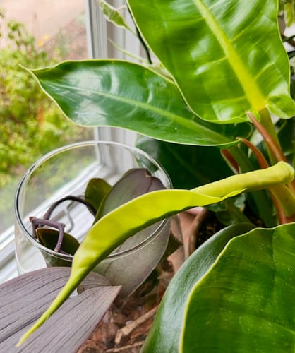 Customer photo review of Plant Food