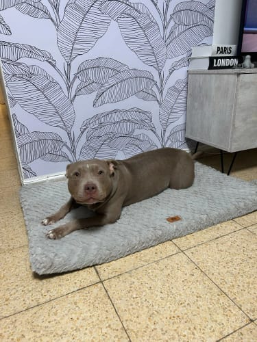 Customer photo review of Memory Foam Pet Bed With Removable Washable Faux Fur Cover Orthopedic Waterproof Dog Bed For Crate Anti-Slip Bottom Dog Bed
