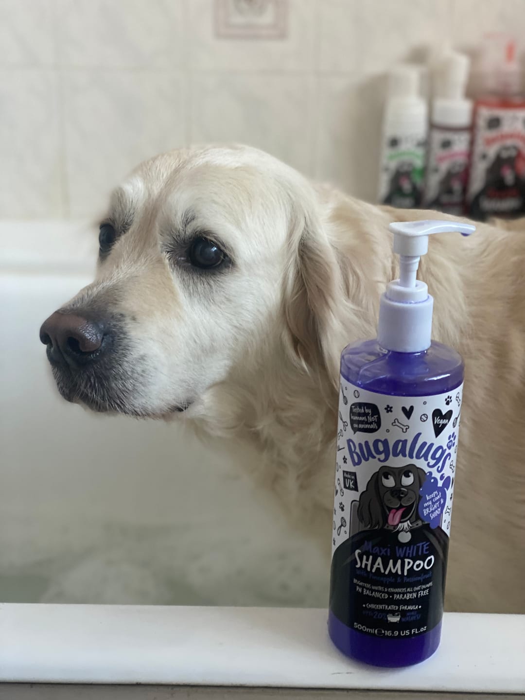 Customer photo review of Maxi White Whitening Dog Shampoo with Pineapple & Passionfruit