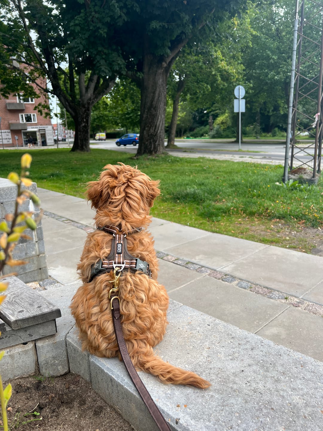 Customer photo review of Dog Copenhagen Walk Air™ hundesele Mocca
