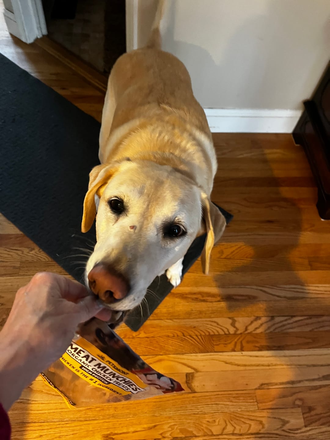 Customer photo review of Freeze-Dried Beef Liver Dog Treats | Single Ingredient | Petsmont Hearty Bites