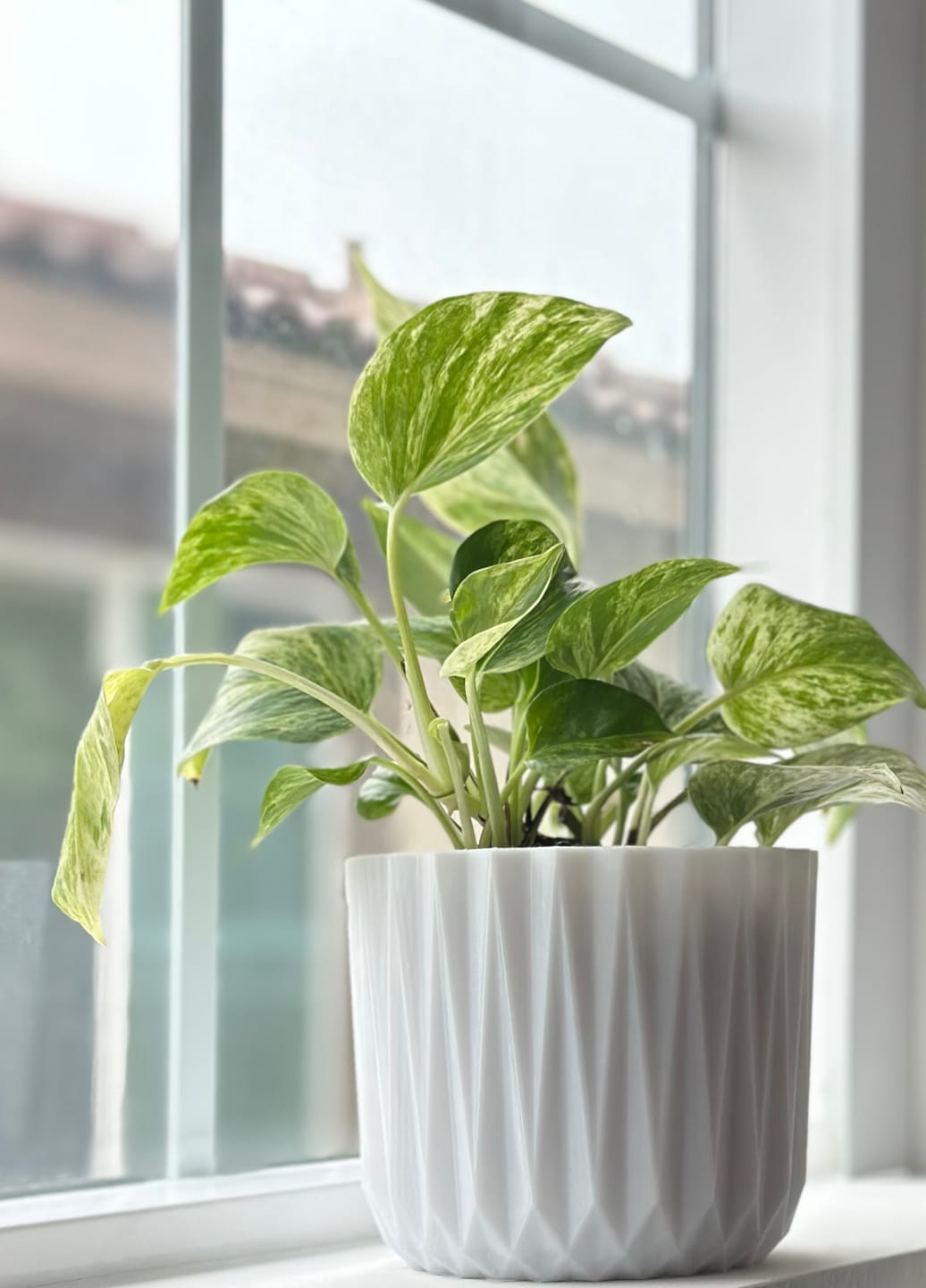 Customer photo review of Paper White PETG Filament 1.75mm