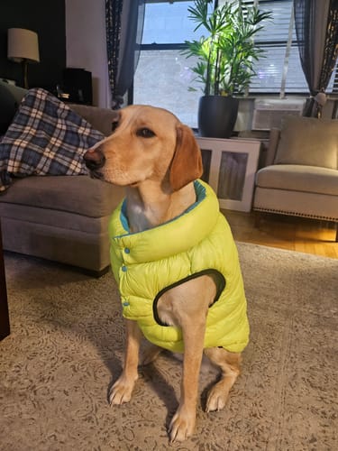 Customer photo review of Winter Reversible Dog Vest