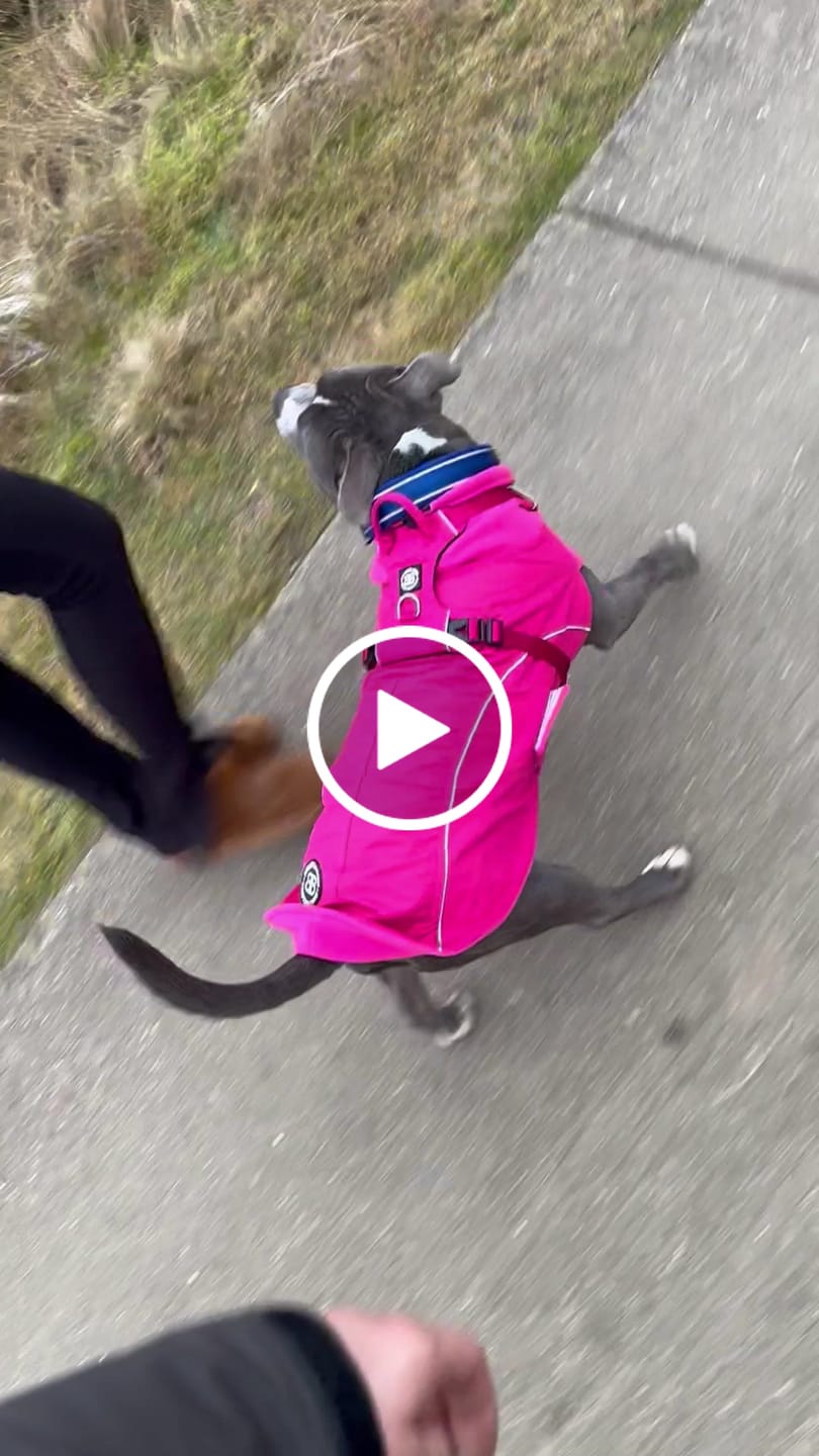 Customer video review of Dog Coat With Zip - Shower Proof - Carminerose