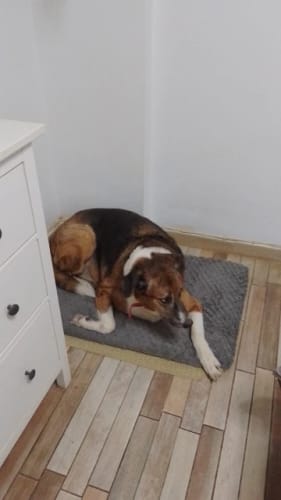 Customer photo review of Memory Foam Pet Bed With Removable Washable Faux Fur Cover Orthopedic Waterproof Dog Bed For Crate Anti-Slip Bottom Dog Bed