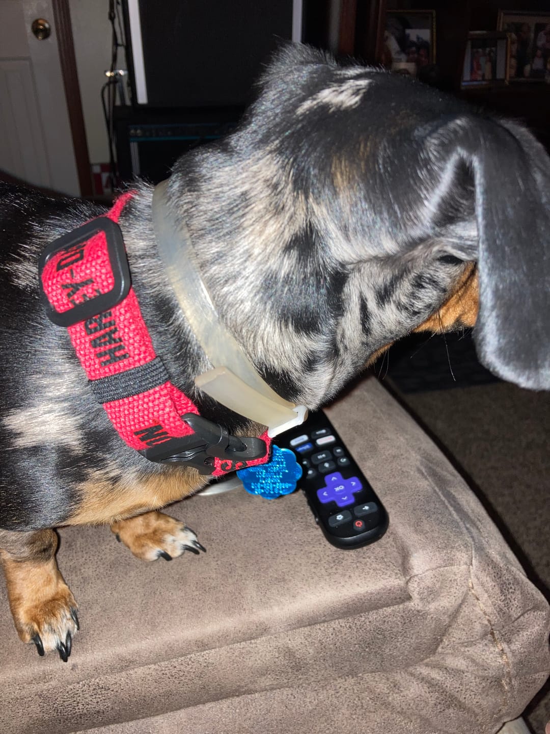 Customer photo review of Harley-Davidson® Text Pet Collar | Red