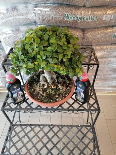 Customer photo review of MIRACLE CB® (Starter primaverile di nuova generazione)