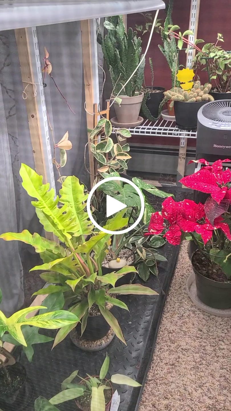 Customer video review of BARE™ Flora™ - Customizable wooden plant support - Perfect for Orchids