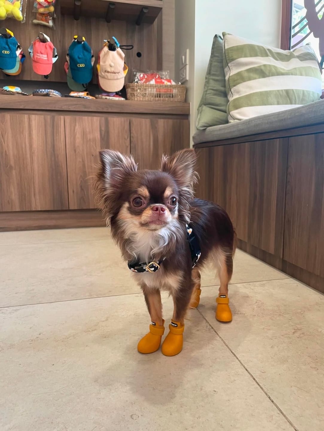 Customer photo review of WagWellies® by wagwear