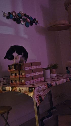Avis photo d'un client sur Pâtée Chat Stérilisé Sans Céréales - Poulet