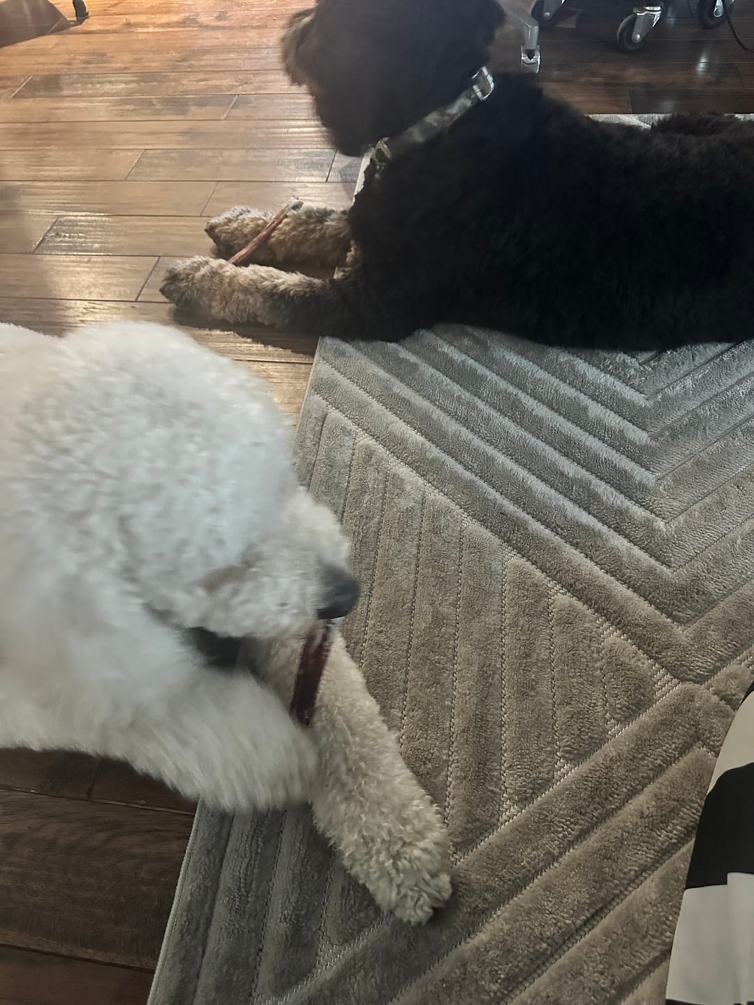 Customer photo review of 6 Inch Jumbo Braided Bully Stick