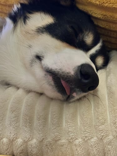 Customer photo review of 12 Inch Jumbo Bully Stick