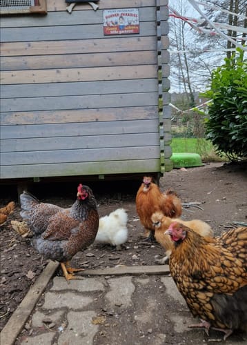 Customer photo review of Personalisiertes Gartenschild mit Hühner Motiv