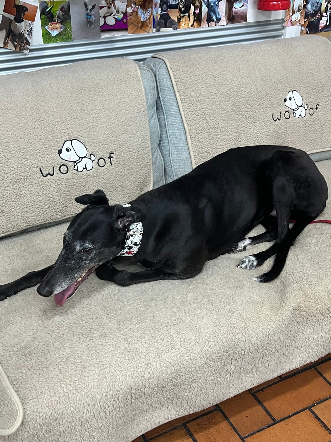 Customer photo review of DoggieBalm Manuka