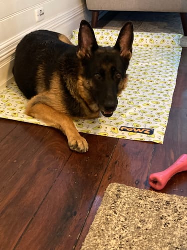 Customer photo review of PaWz Dog Summer Cooling Mat