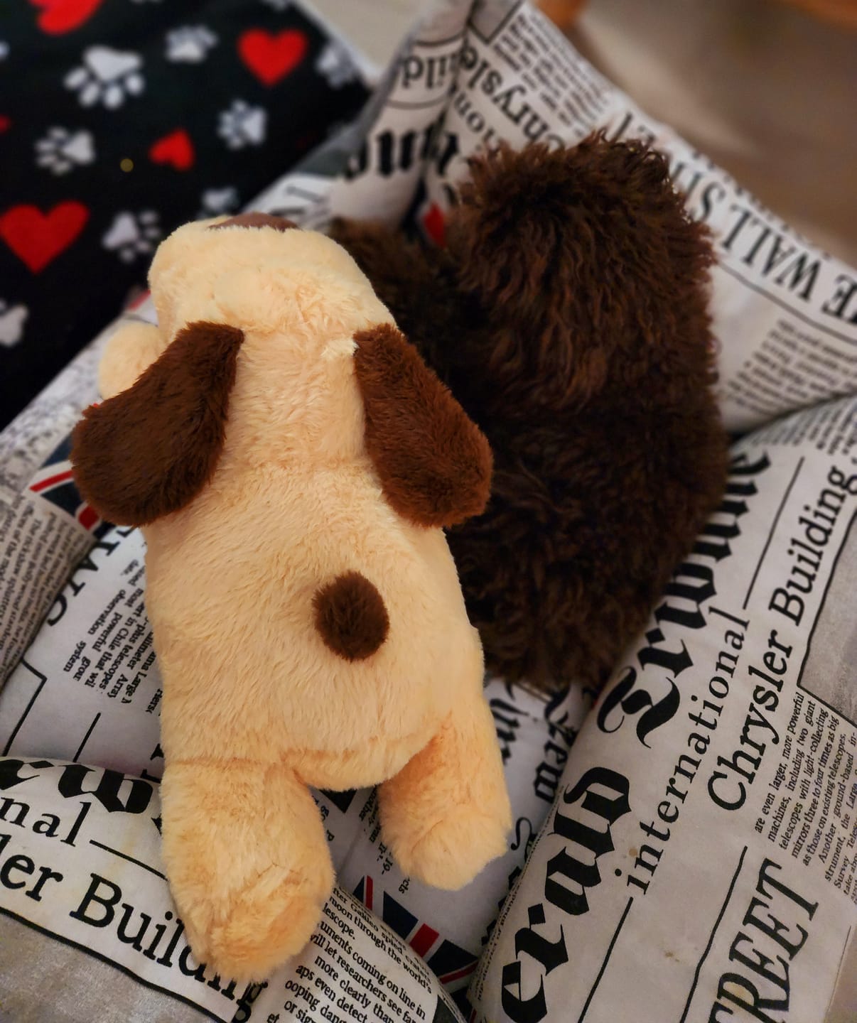 Customer photo review of Peluche Antiestrés para Mascotas