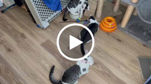 Cynthia A. review of PRIORITY PROCESSING image 1 out of 1