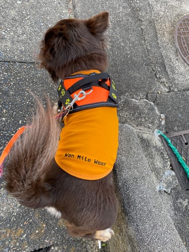 Customer photo review of FunFunPet 高機能ハーネス（お名前タグ作成サービス付き）