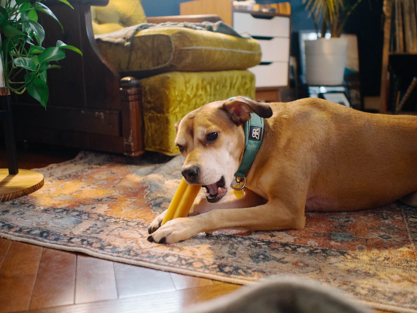Customer photo review of Himalayan Yak Chew (LARGE)