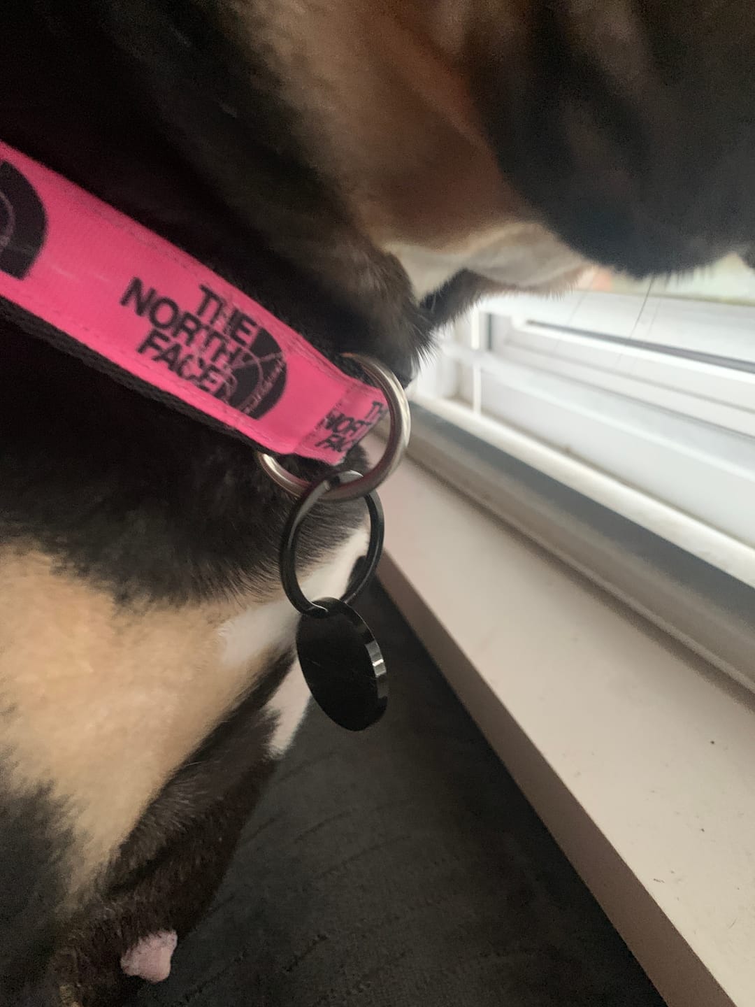 Customer photo review of Dog ID Tag - Black (With Gift Box)