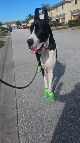Customer photo review of WagWellies® Mojave - Neon Green on Sale