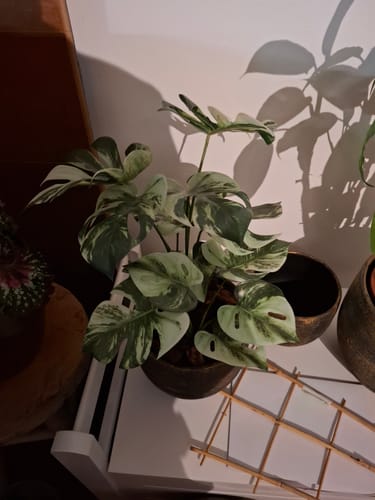 Customer photo review of Monstera Kunstplant 40cm