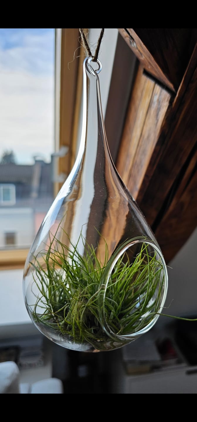 Customer photo review of Tillandsia schiedeana major - Mini Pulk