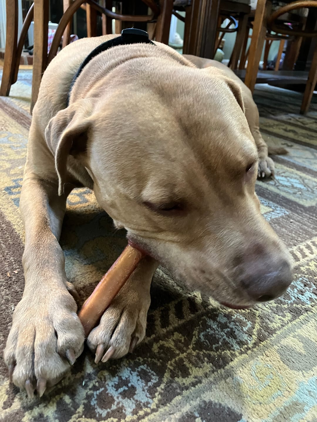 Customer photo review of Extra Thick Bully Sticks - 6 Inch