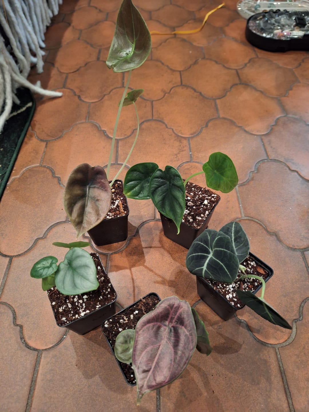 Customer photo review of ALOCASIA BLACK VELVET