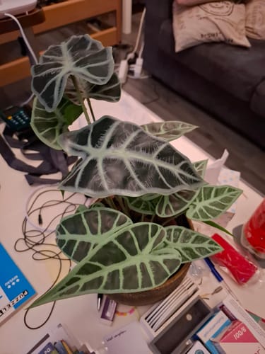 Customer photo review of Caladium Kunstplant 38cm