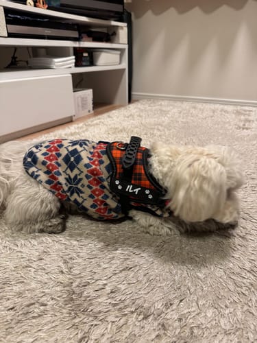 Customer photo review of 【プレミアム版】FunFunPet 高機能ハーネス （お名前タグ作成サービス付き）