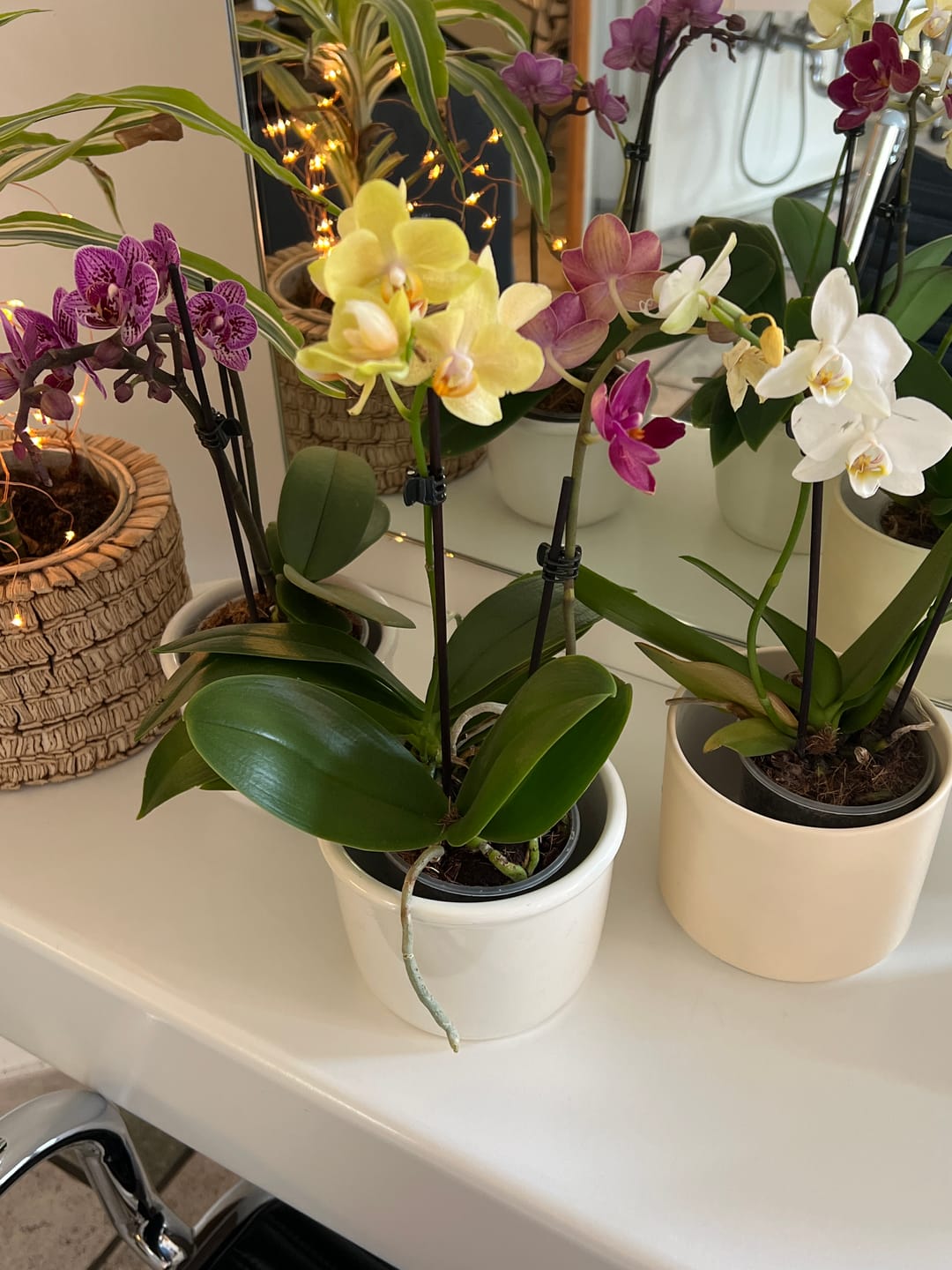 Customer photo review of Table Dance Farbmix im 3er Set mit 2 Rispen