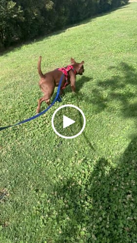 Customer video review of Arnés Strap para Perros - Street Dogs - Red
