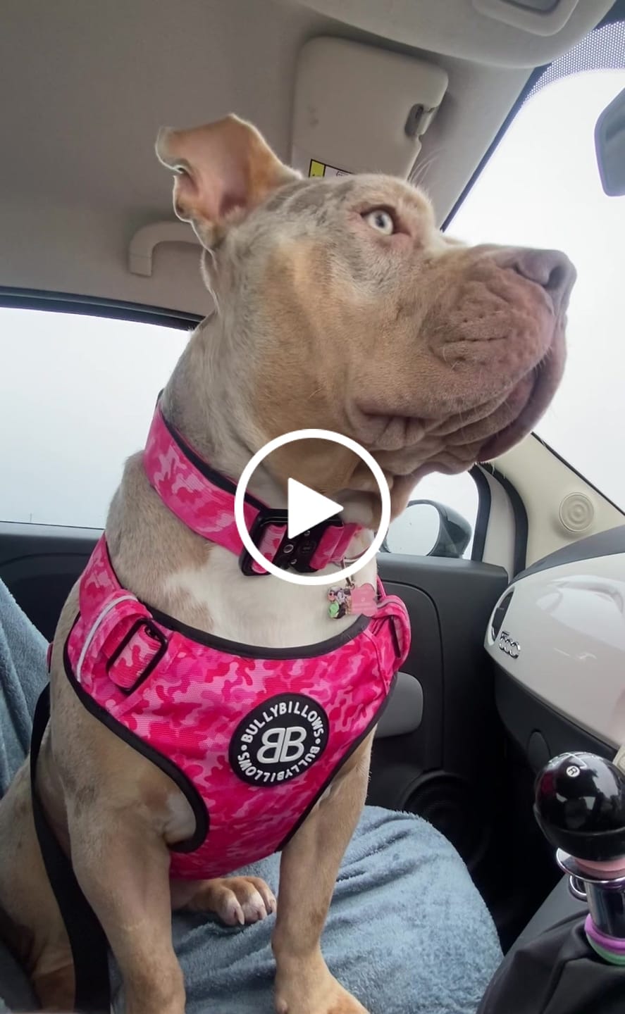 Customer video review of 4cm Combat® Collar | Handle & Rated Clip - Bubblegum