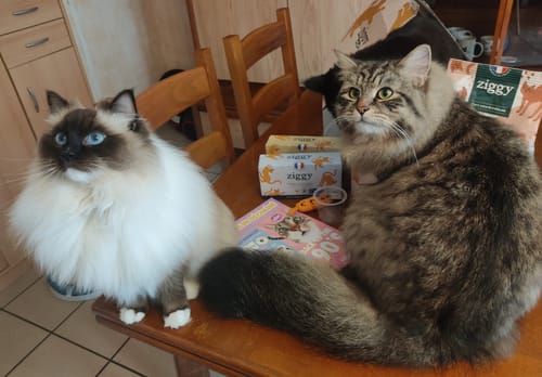 Avis photo d'un client sur Croquettes Chat Stérilisé Sans Céréales - Poulet