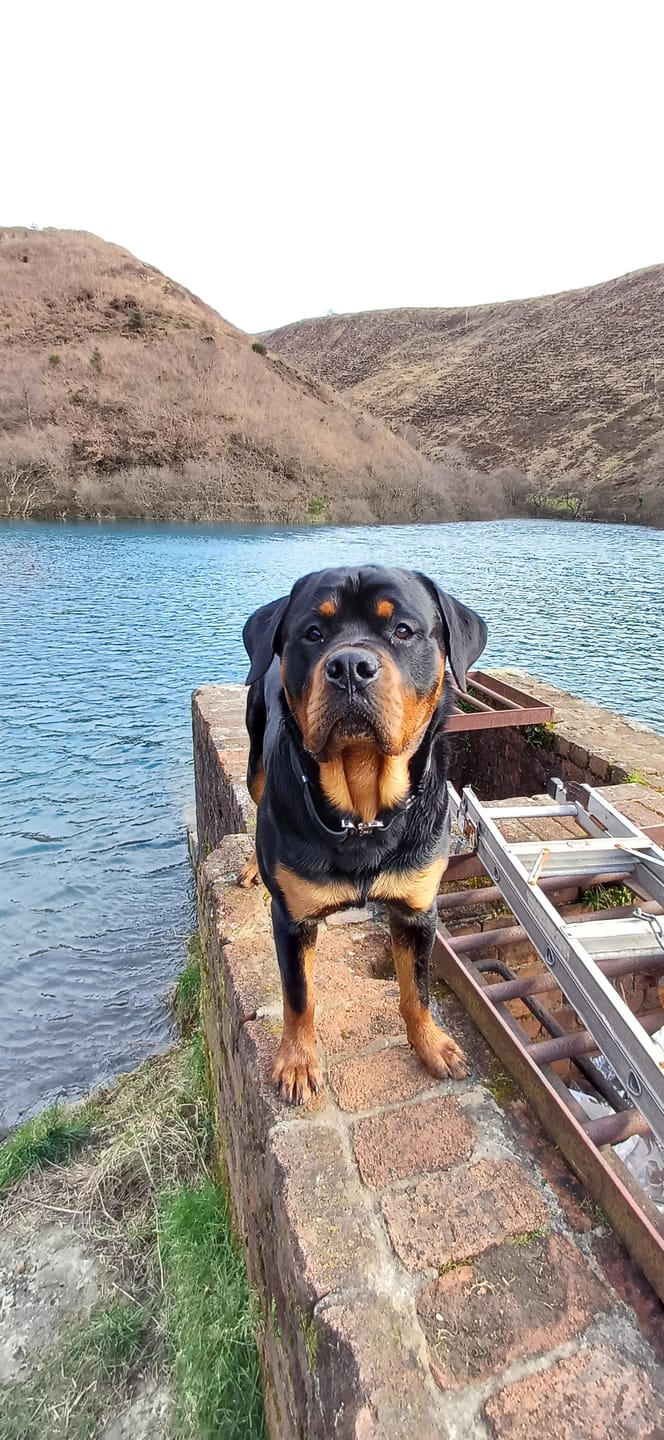 Customer photo review of 4cm Combat Billowthane® Collar | Waterproof - Platinum