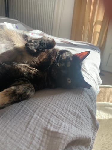Avis photo d'un client sur Croquettes Chat Stérilisé Sans Céréales - Poulet