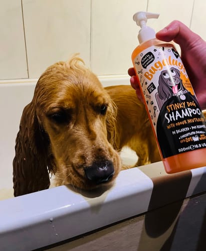 Customer photo review of Stinky Dog Shampoo with Odour Neutraliser