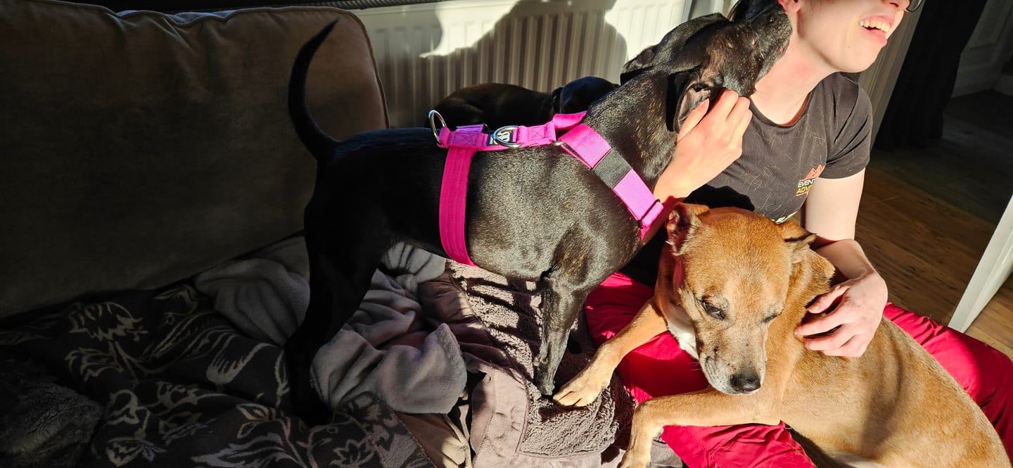 Customer photo review of Training Anti Pull TRI-Harness® | M-XL Breeds - Magenta