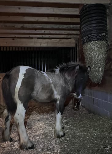 Customer photo review of Hay Chix® Do It Yourself Net