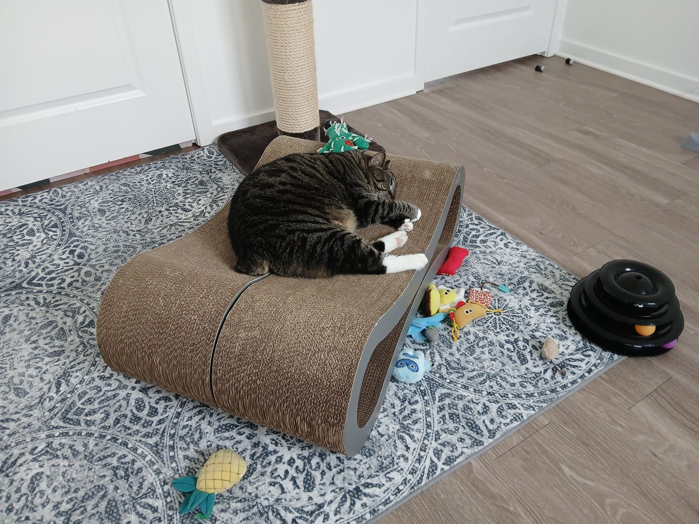 Customer photo review of Royal Canin Veterinary Diet - Urinary SO + Calm Dry Cat Food