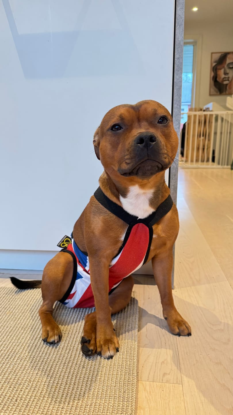 Customer photo review of Staffordshire Bull Terrier 1935® Hygiene Panties with Suspenders - Union Jack