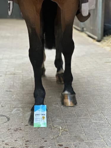 Customer photo review of Strotonin Horse Support