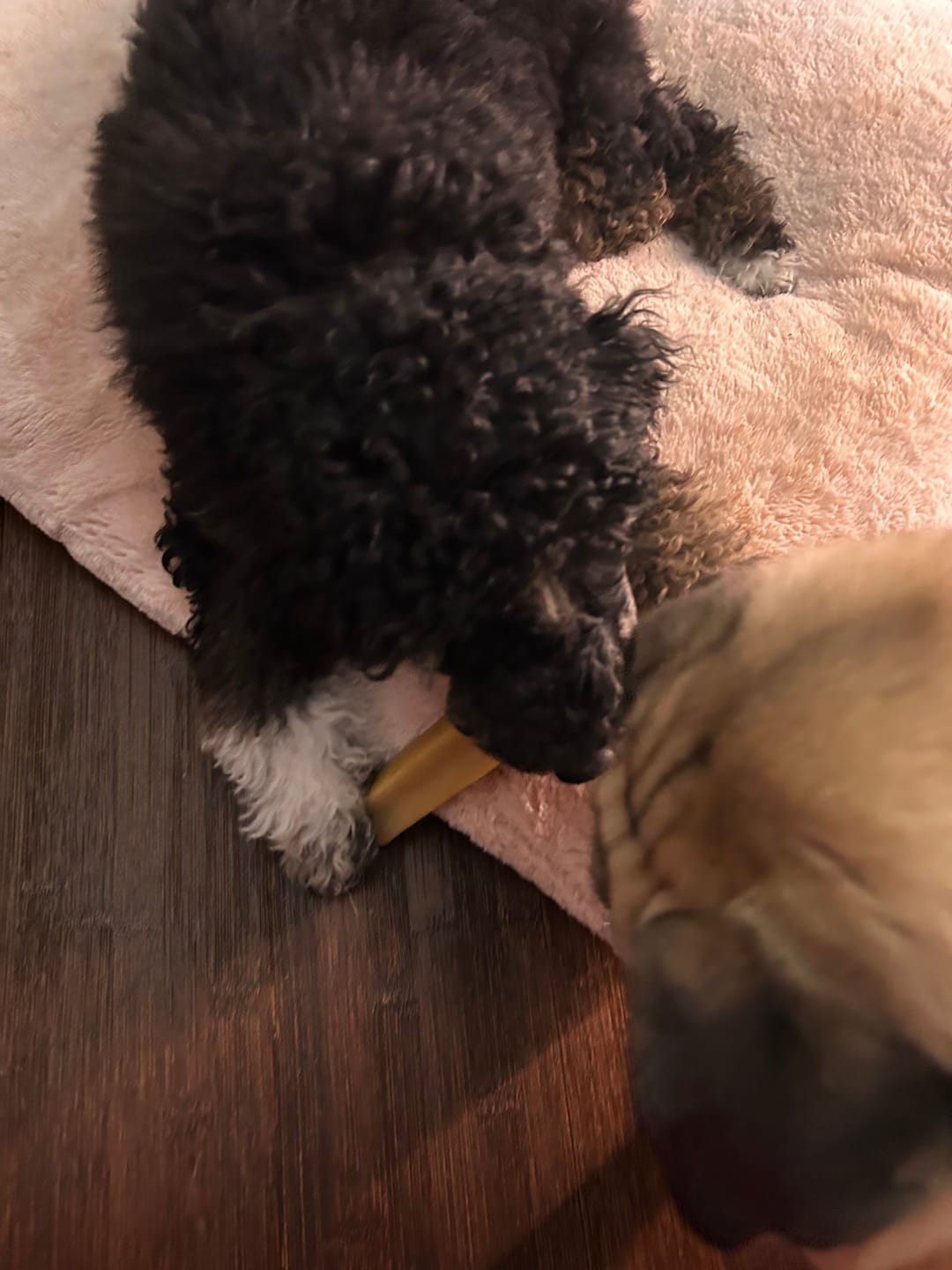 Customer photo review of Himalayan Yak Chew (SMALL)