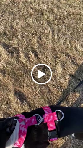 Customer video review of Training Anti Pull TRI-Harness® | M-XL Breeds - Bubblegum